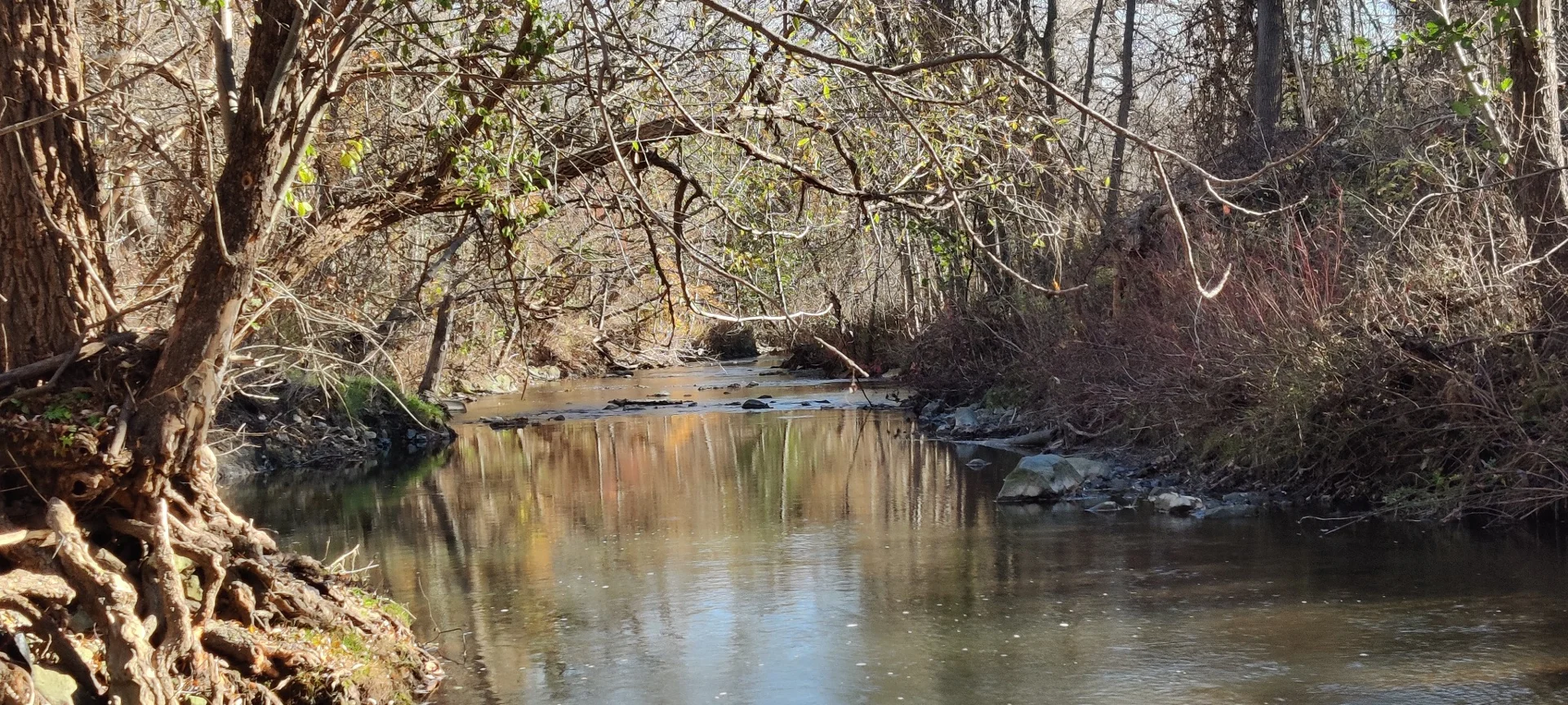 A quiet stream flowing between trees